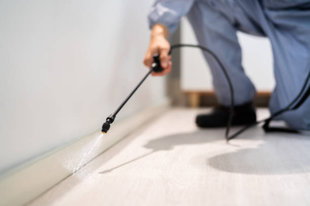 Bed Bug Pre-Treatment Preparation Assessment in Edgeworth