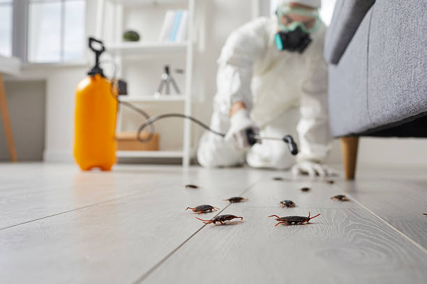 Post-Treatment Bed Bug Interceptor Monitoring in Edgeworth